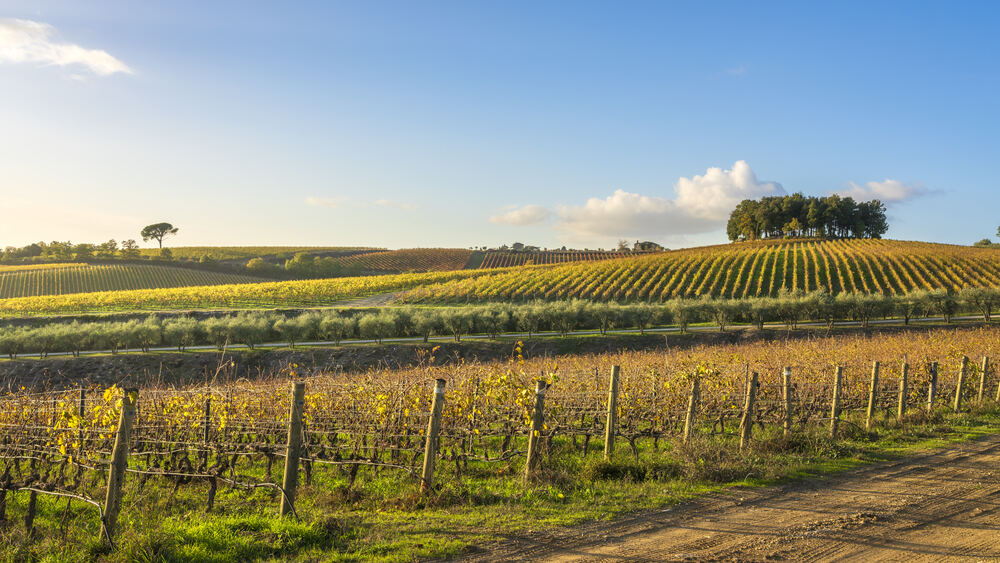 Vineyards on gentle hills in autumn light