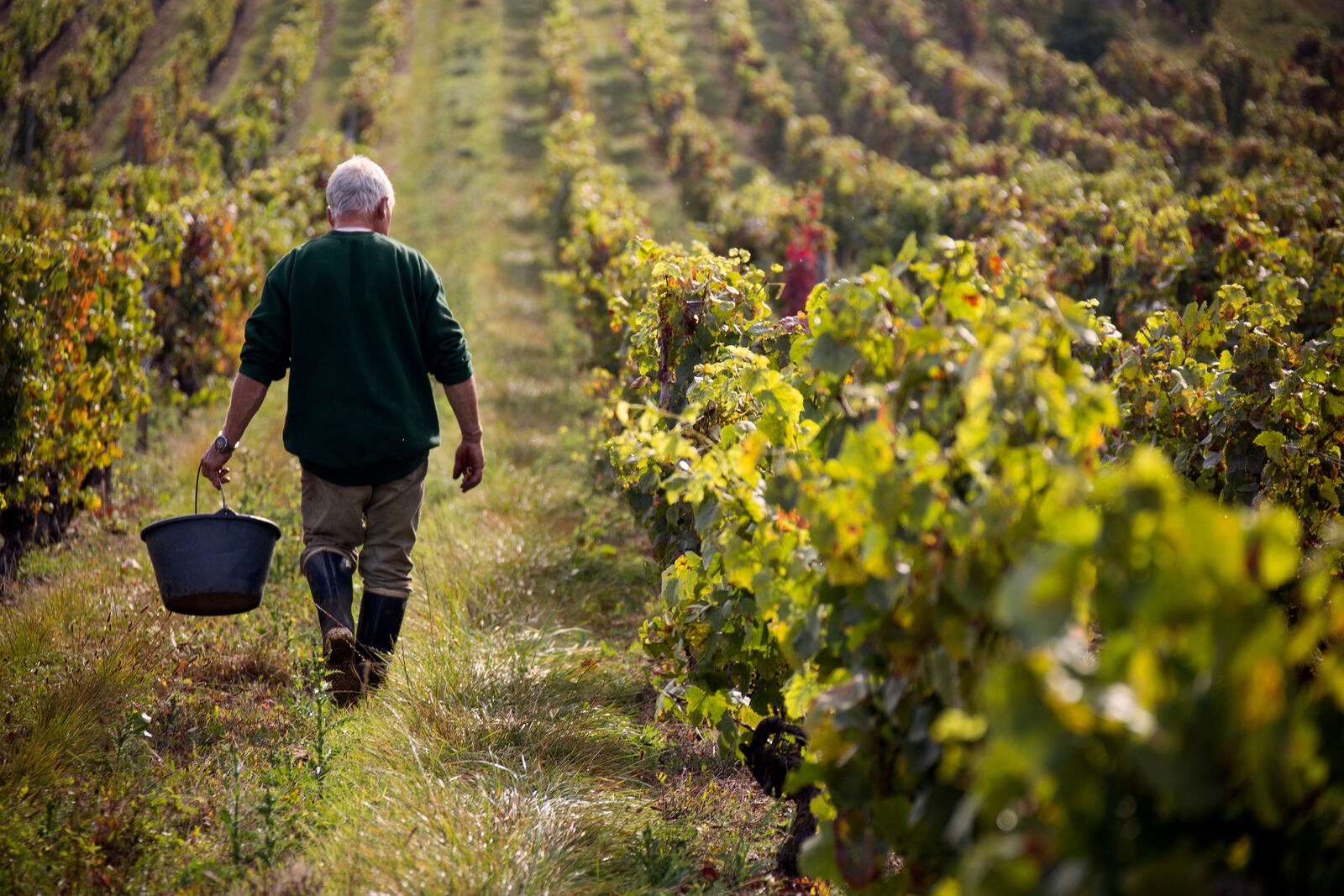 A winemaker with a harvest basket between the rows of vines